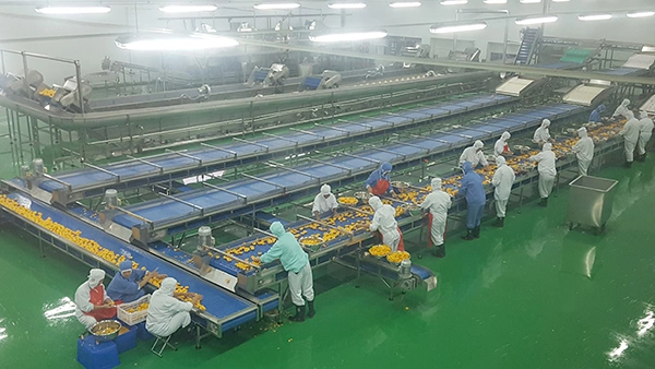 Ligne de production de pêches en conserve