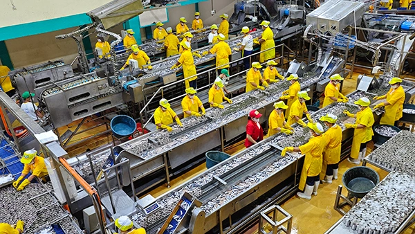 Ligne de production de sardines en conserve