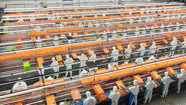Ligne de production de thon en conserve